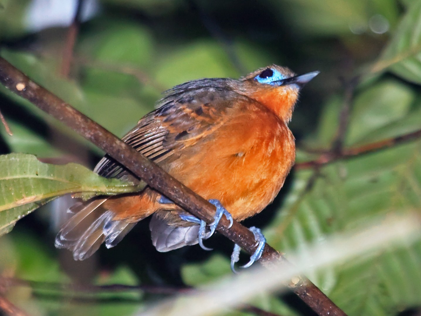 Bare-crowned Antbird - Nigel Voaden