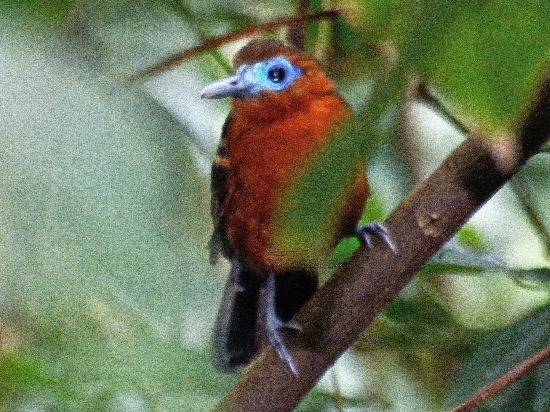 Bare-crowned Antbird - Orlando Jarquín