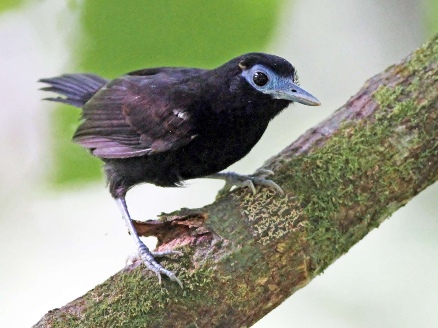 Bare-crowned Antbird - Alex Lamoreaux