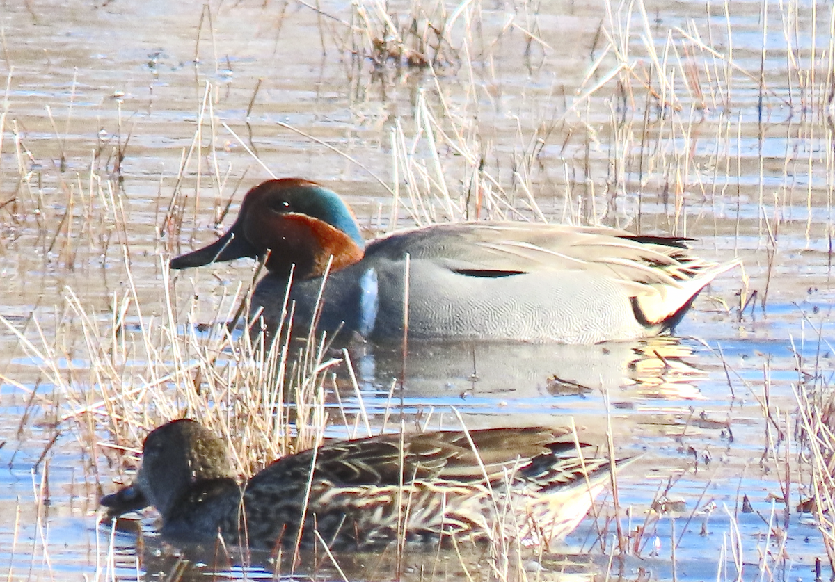Green-winged Teal - ML513450391