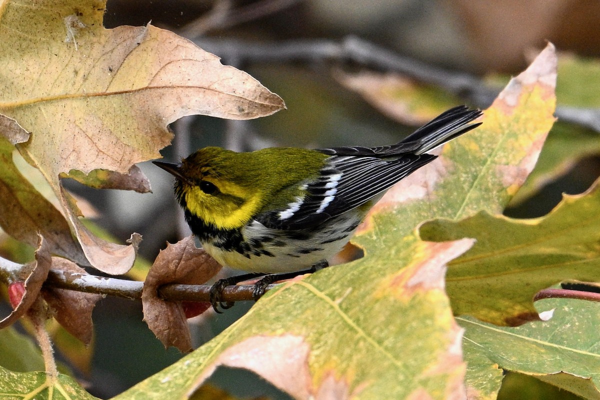 Black-throated Green Warbler - John Dumlao
