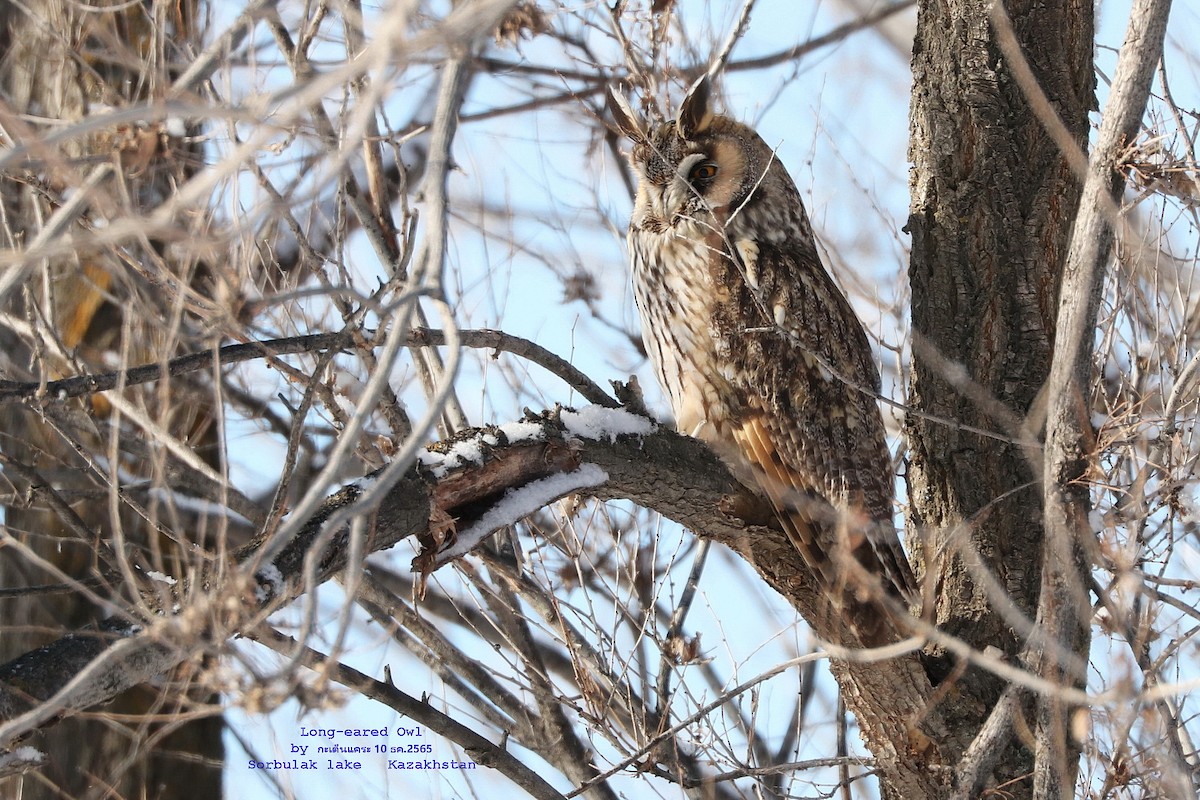 Long-eared Owl - ML513453361