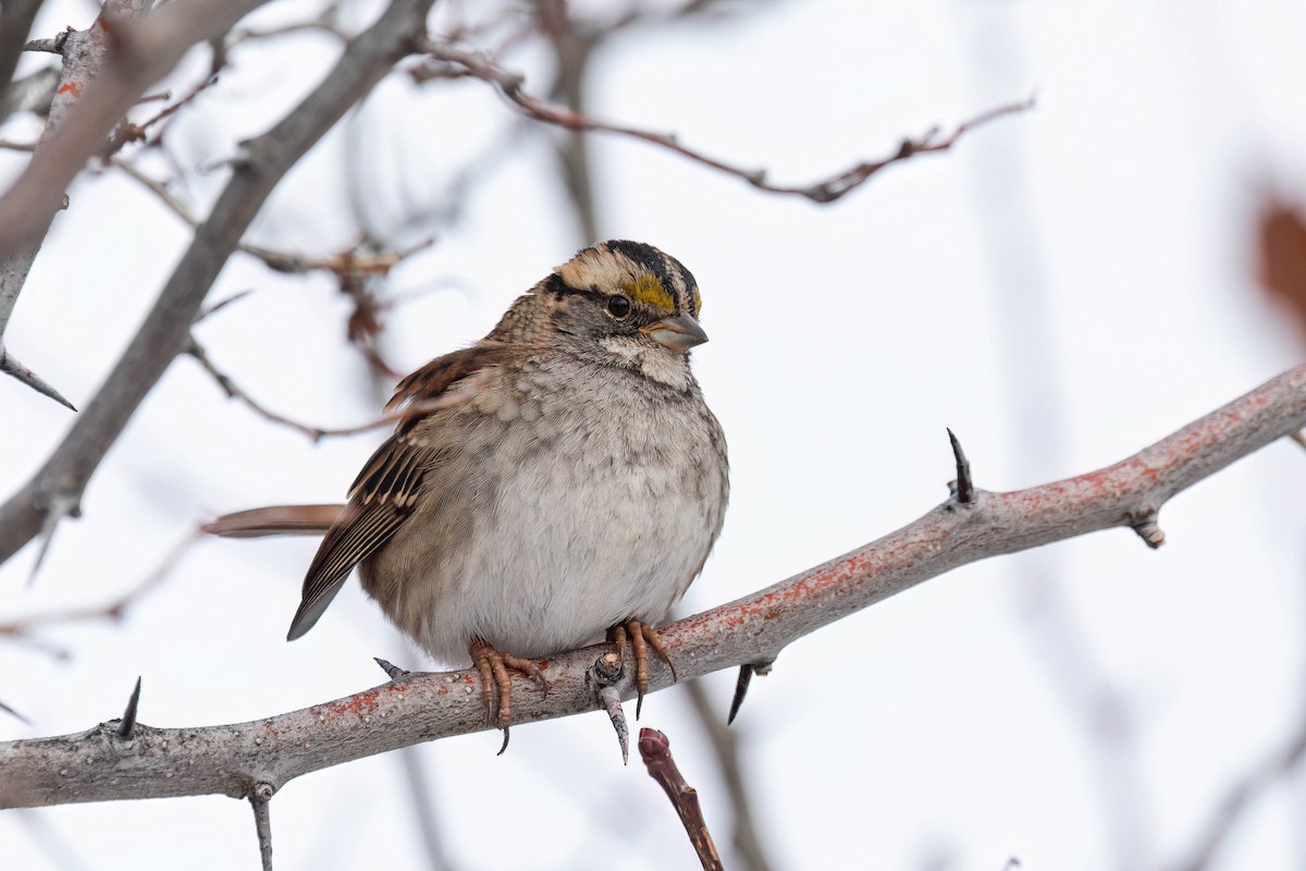 White-throated Sparrow - ML513456581