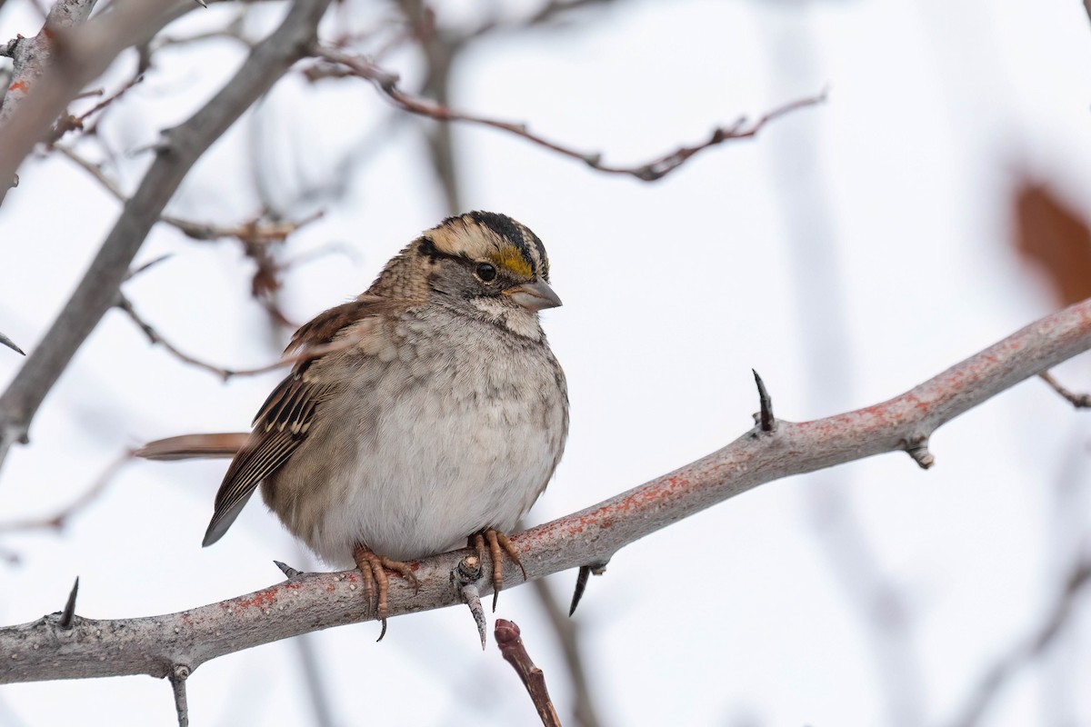 White-throated Sparrow - ML513456591