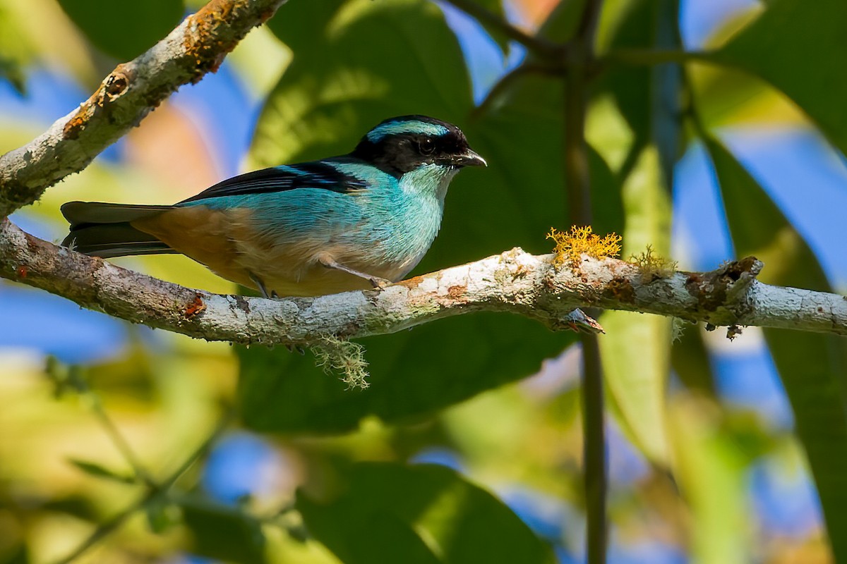 Blue-browed Tanager - ML513456991