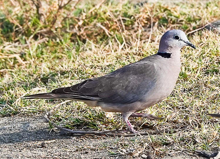 Mourning Collared-Dove - Arden Anderson