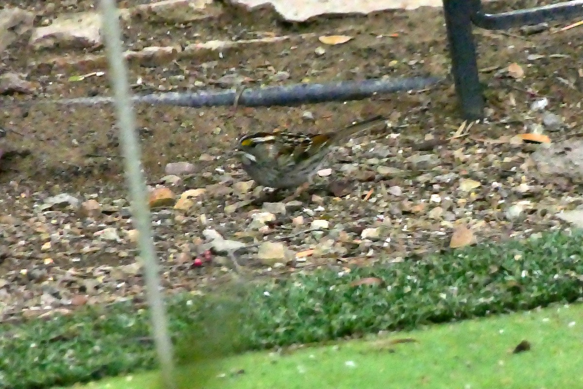 White-throated Sparrow - ML513464411