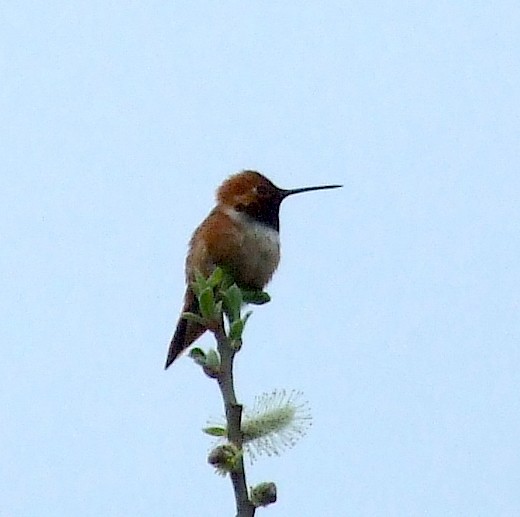 Rufous Hummingbird - ML513465241