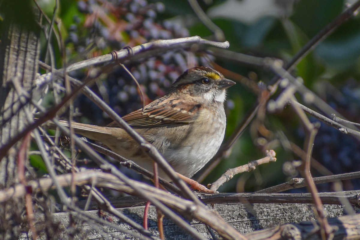 White-throated Sparrow - Kate E Magoon
