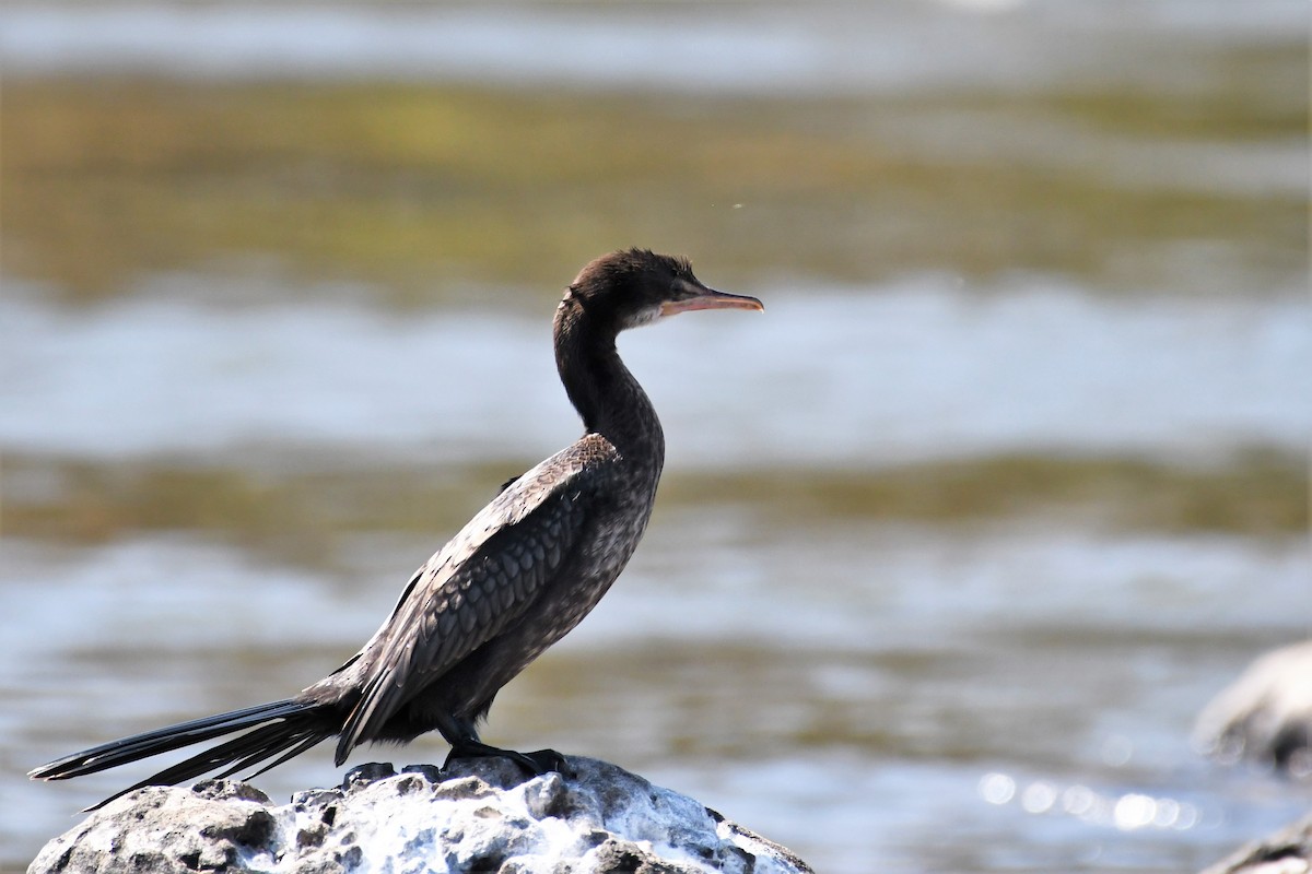 Long-tailed Cormorant - Liz Harper