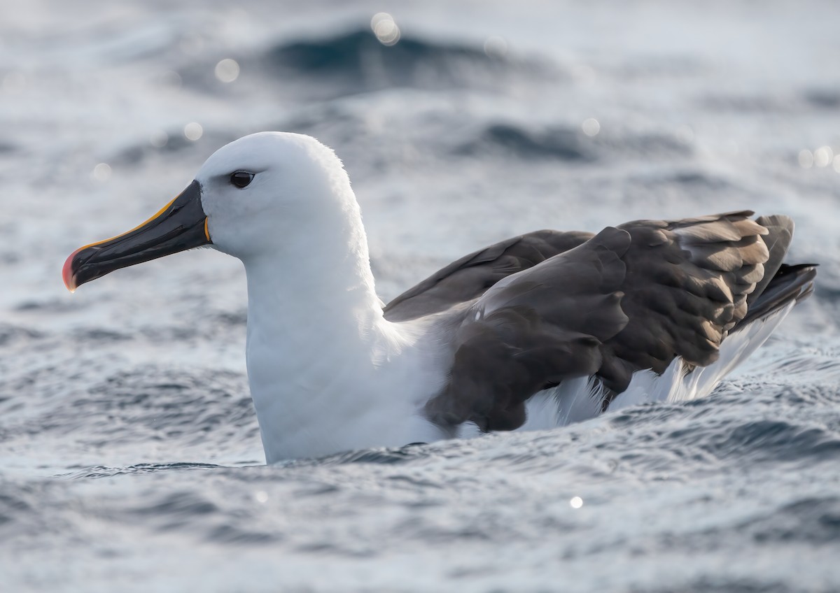Indian Yellow-nosed Albatross - David Sinnott
