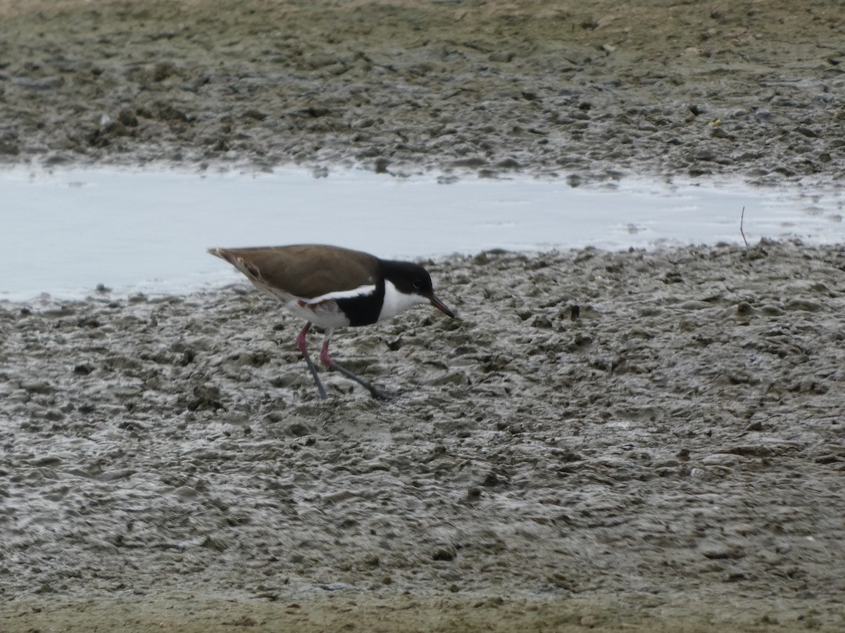Red-kneed Dotterel - ML513471051