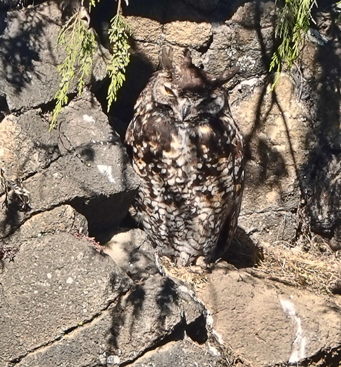 Cape Eagle-Owl (Northern) - ML513471181