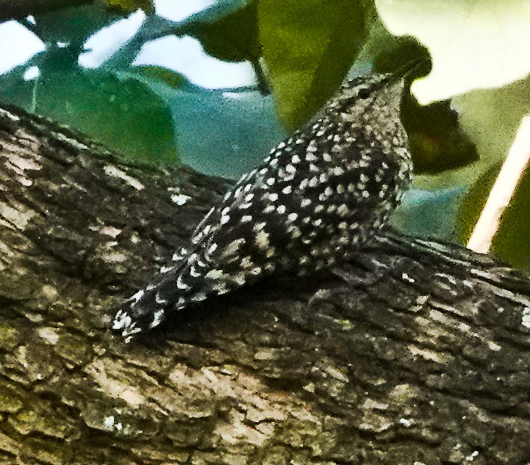 African Spotted Creeper - ML513472701