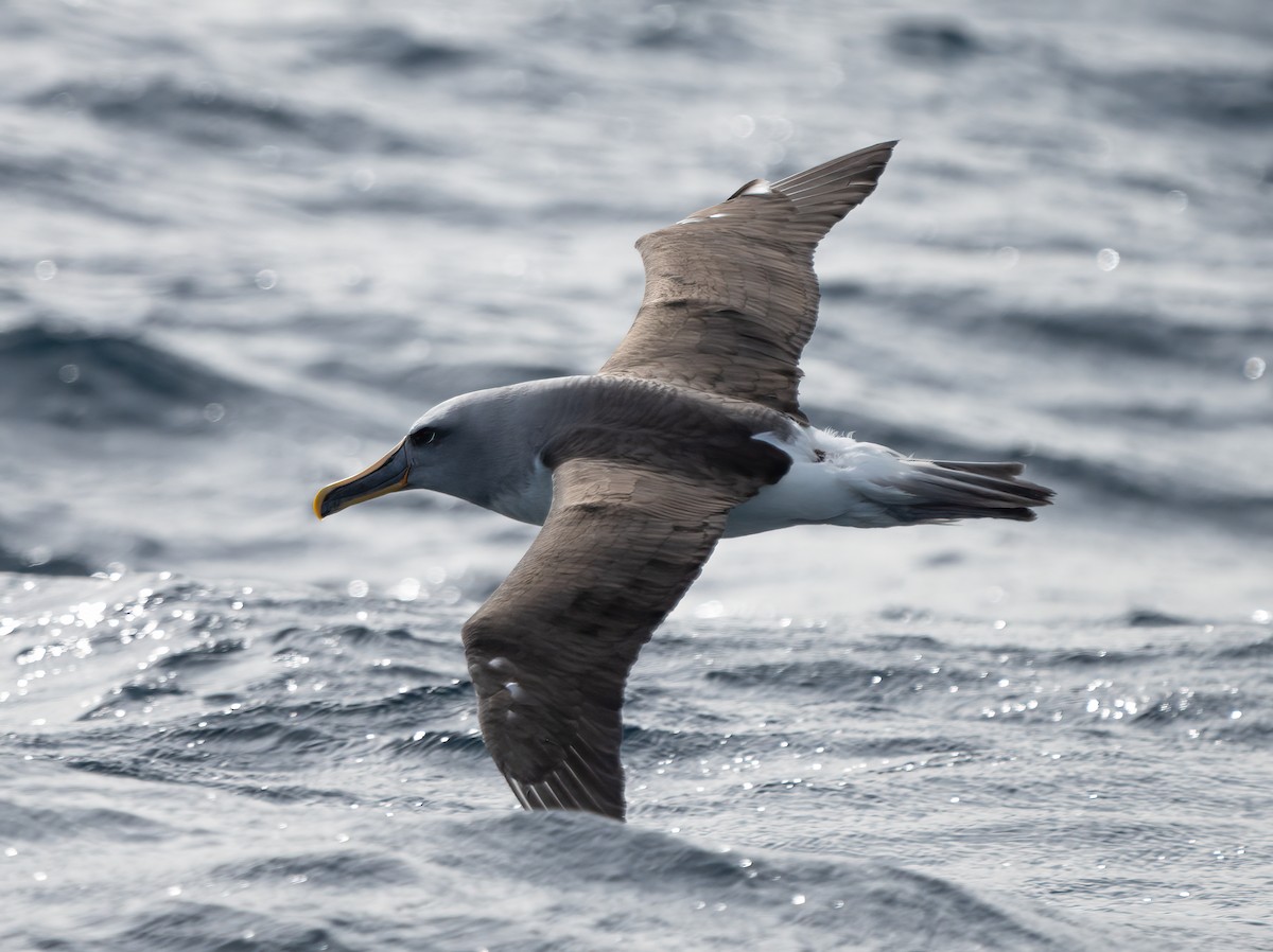 Buller's Albatross - David Sinnott