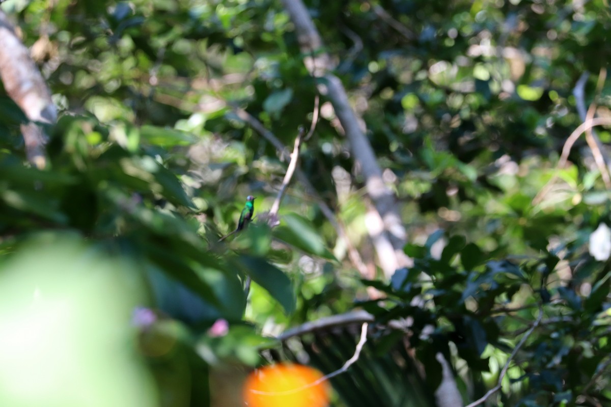 kolibřík colimský - ML513480441