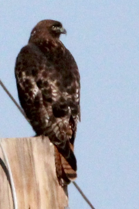 Red-tailed Hawk - ML513480731