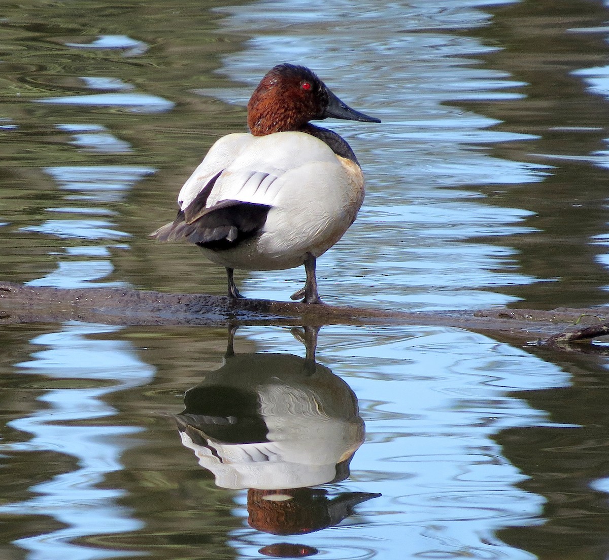 Canvasback - Jamie Simmons