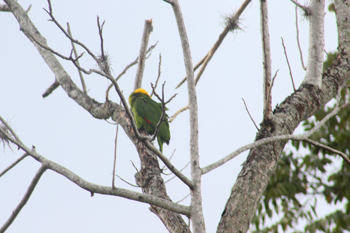 Yellow-naped Parrot - ML51348241