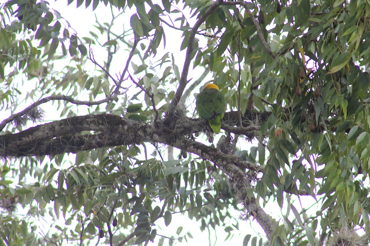 Yellow-naped Parrot - ML51348281