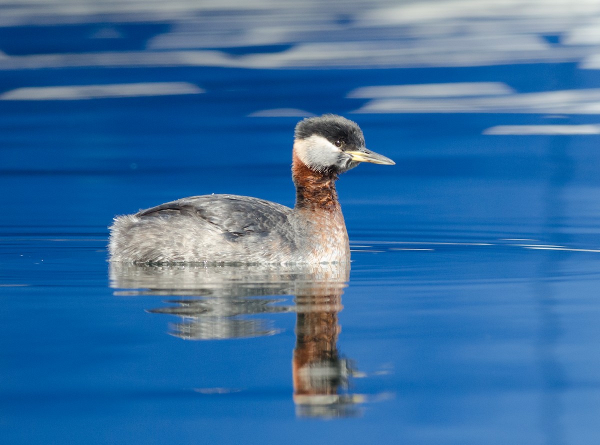 Red-necked Grebe - Alix d'Entremont
