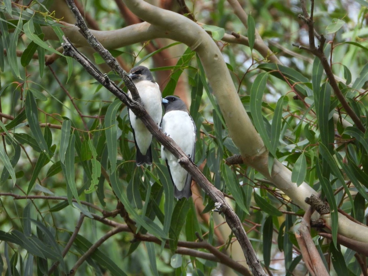 White-breasted Woodswallow - David Flumm