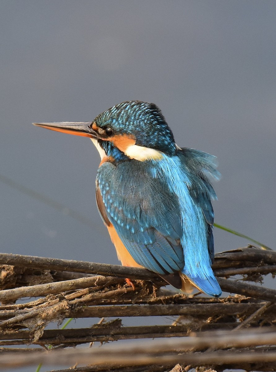 Common Kingfisher - Arindam Roy
