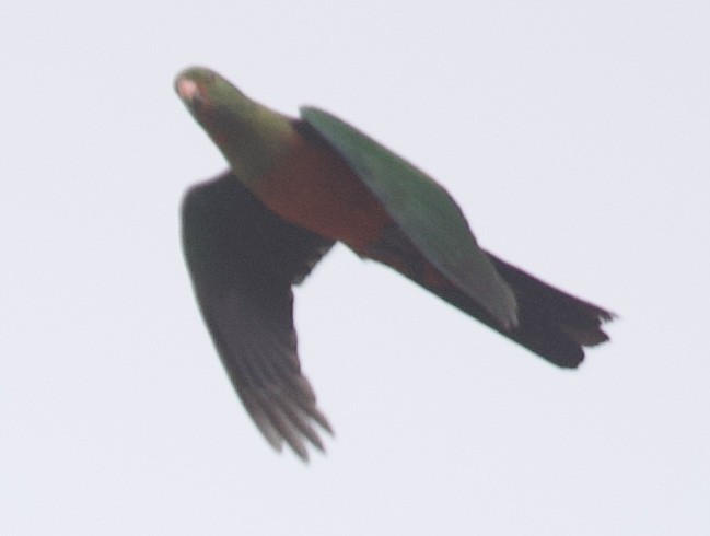 Australian King-Parrot - ML513488691