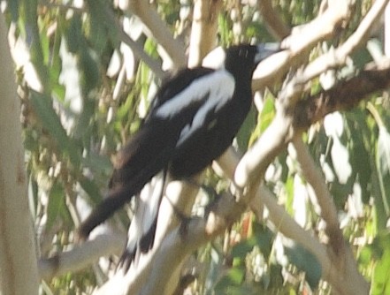 Australian Magpie (Black-backed) - ML513489501