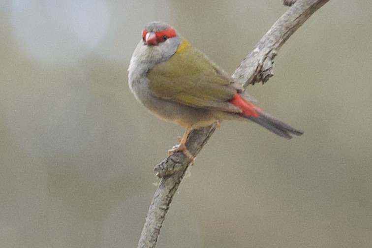 Red-browed Firetail - ML513489811