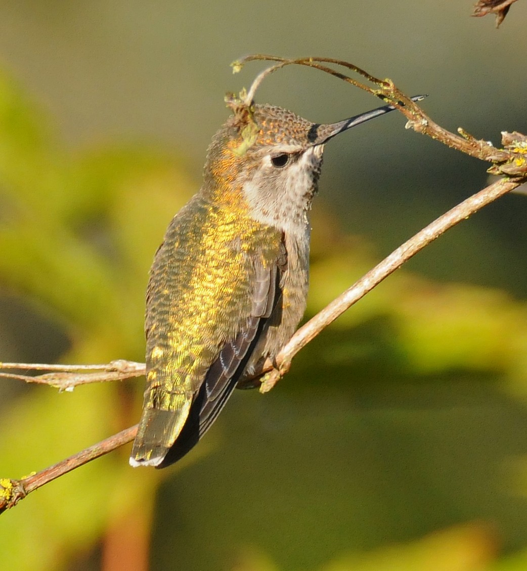Anna's Hummingbird - ML51349161