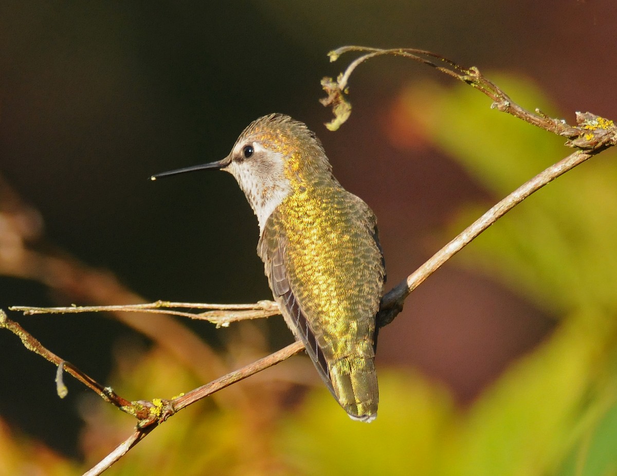 Anna's Hummingbird - ML51349171