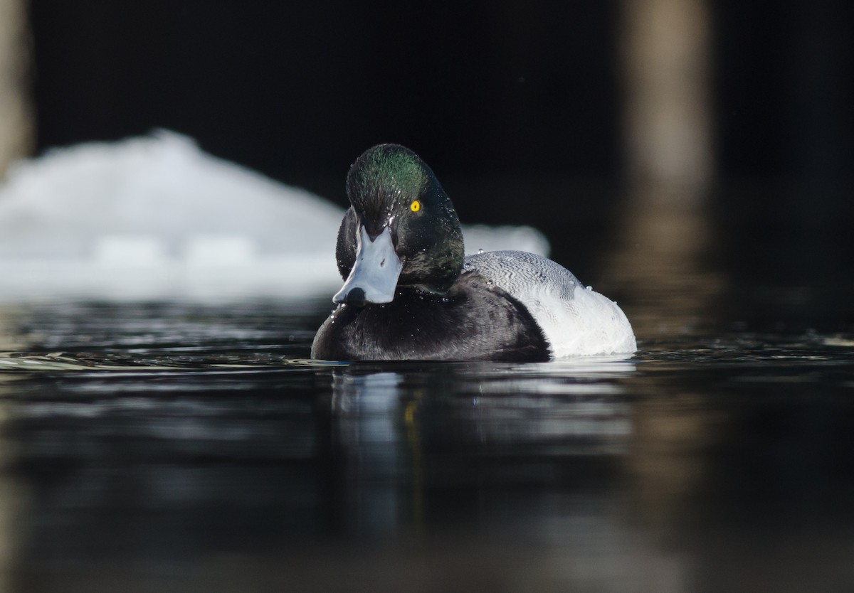 Greater Scaup - ML51349401