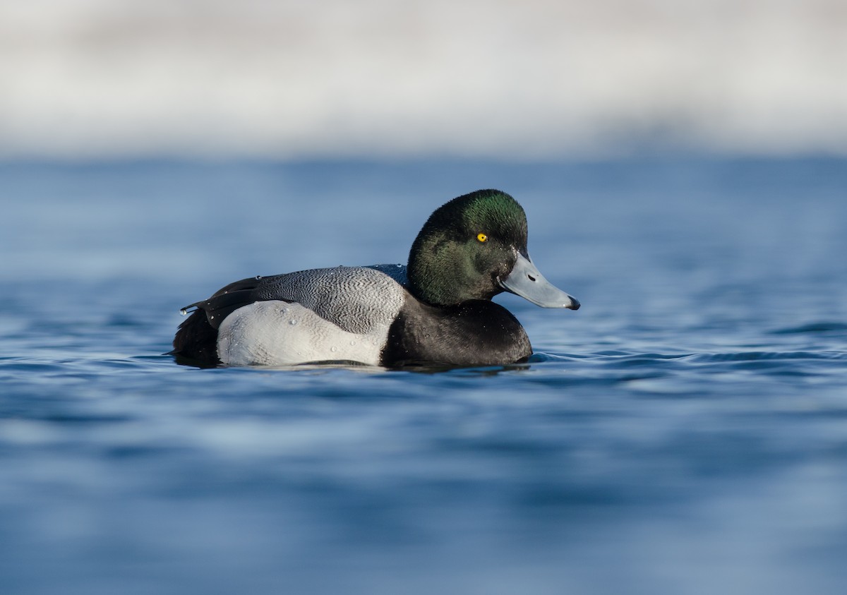 Greater Scaup - ML51349461