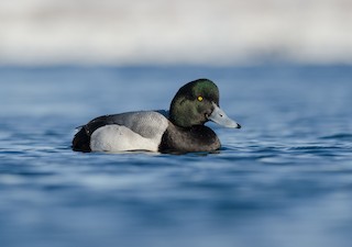 Greater Scaup, ML51349461
