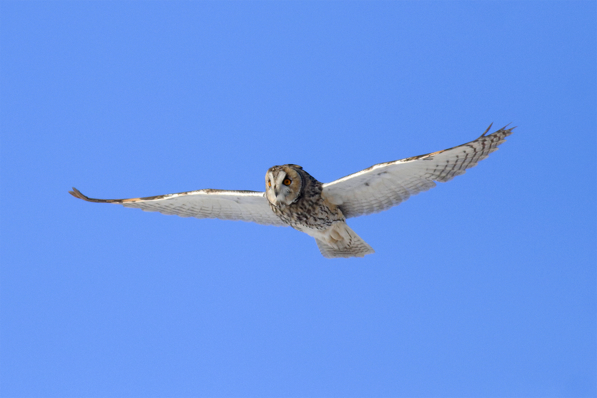 Long-eared Owl - ML513495121