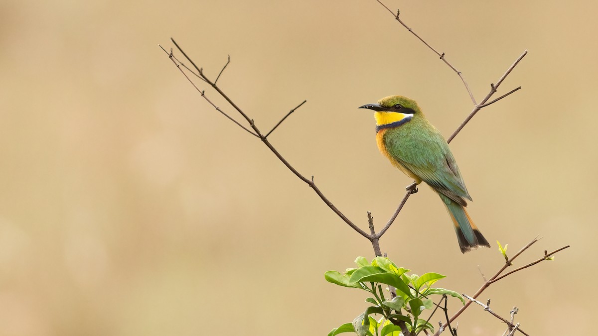 Blue-breasted Bee-eater - ML513500421