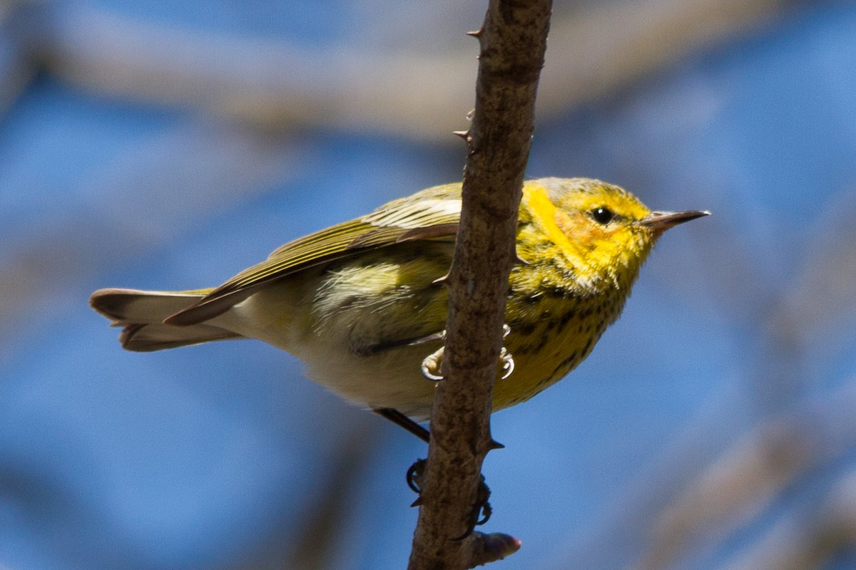 Cape May Warbler - ML51350191