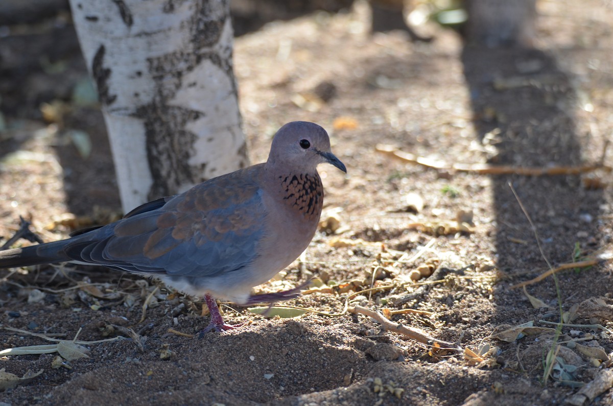 Laughing Dove - ML513502041