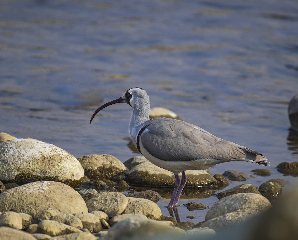 Bec-d'ibis tibétain - ML513504181