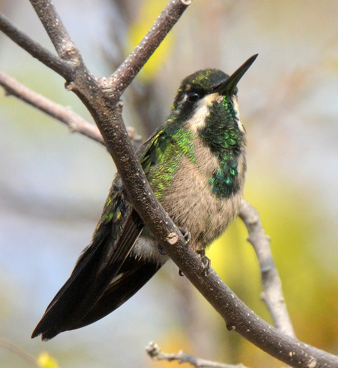 kolibřík modroocasý - ML51350611