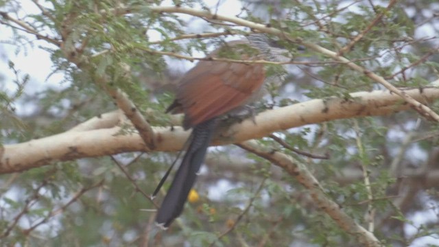White-browed Coucal - ML513506171