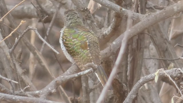 African Emerald Cuckoo - ML513506231