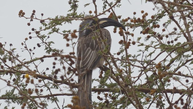 African Gray Hornbill - ML513506361