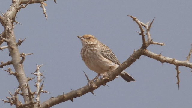 Pink-breasted Lark - ML513506411