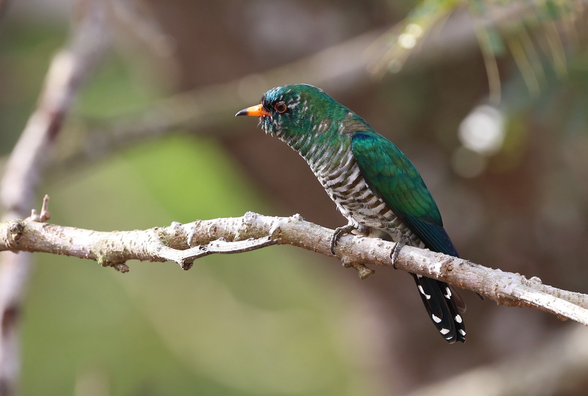 Asian Emerald Cuckoo - Jeerapa Sookgaew