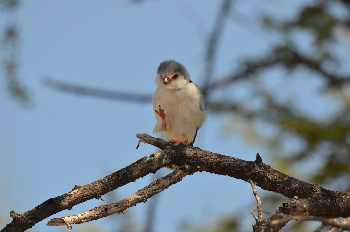 Pygmy Falcon - Philipp Straub