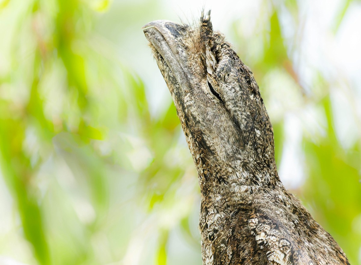 Papuan Frogmouth - Zebedee Muller