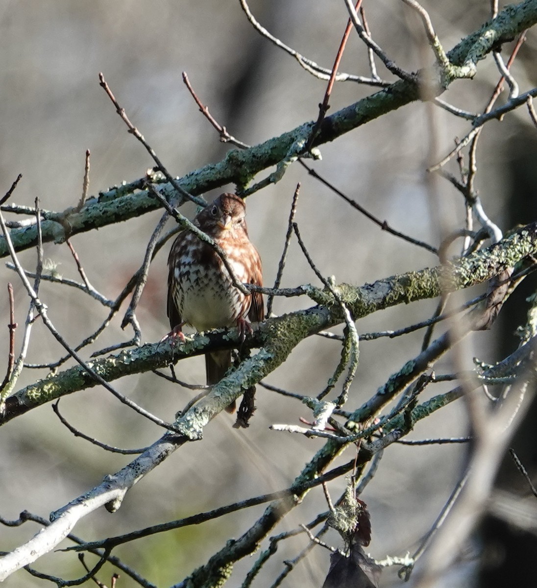 Ebird Checklist Dec Simpsonwood Park Species