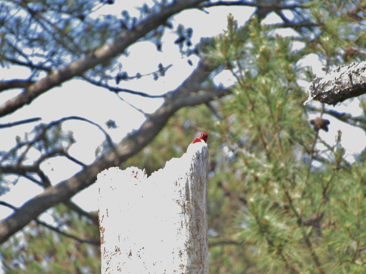 Red-headed Woodpecker - Jonathan Lugo